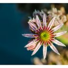 Hauswurz (Sempervivum)