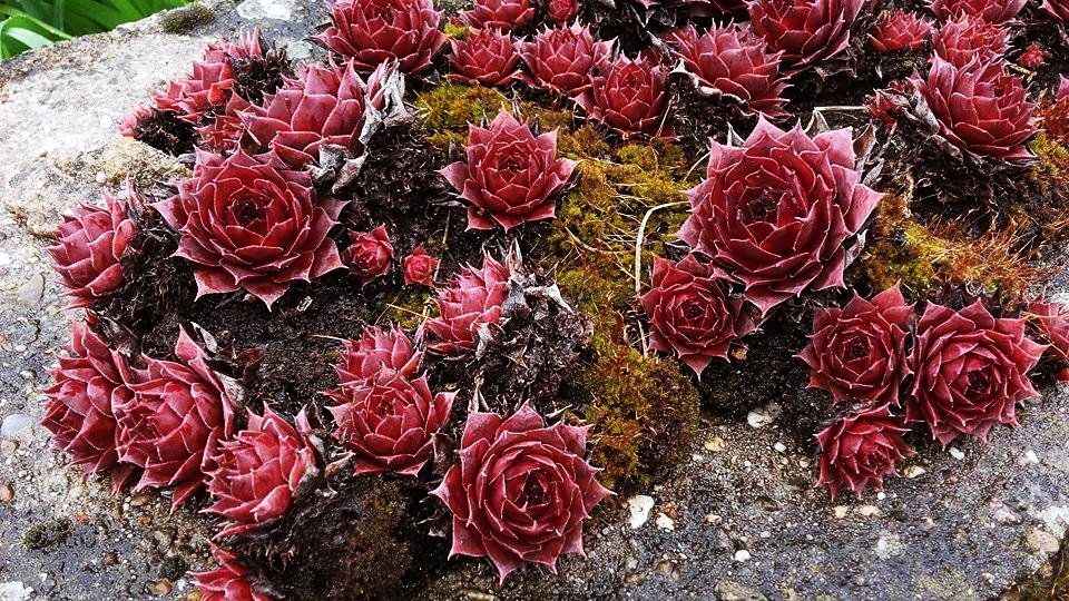 *** HAUSWURZ *** (Sempervivum)