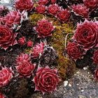 *** HAUSWURZ *** (Sempervivum)