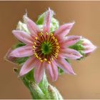 Hauswurz-(Sempervivum) ....