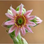 Hauswurz-(Sempervivum) ....