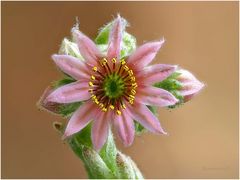 Hauswurz-(Sempervivum) ....