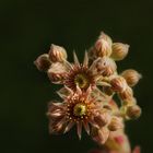 Hauswurz ~ Sempervivum...