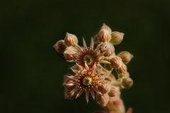 Hauswurz ~ Sempervivum...