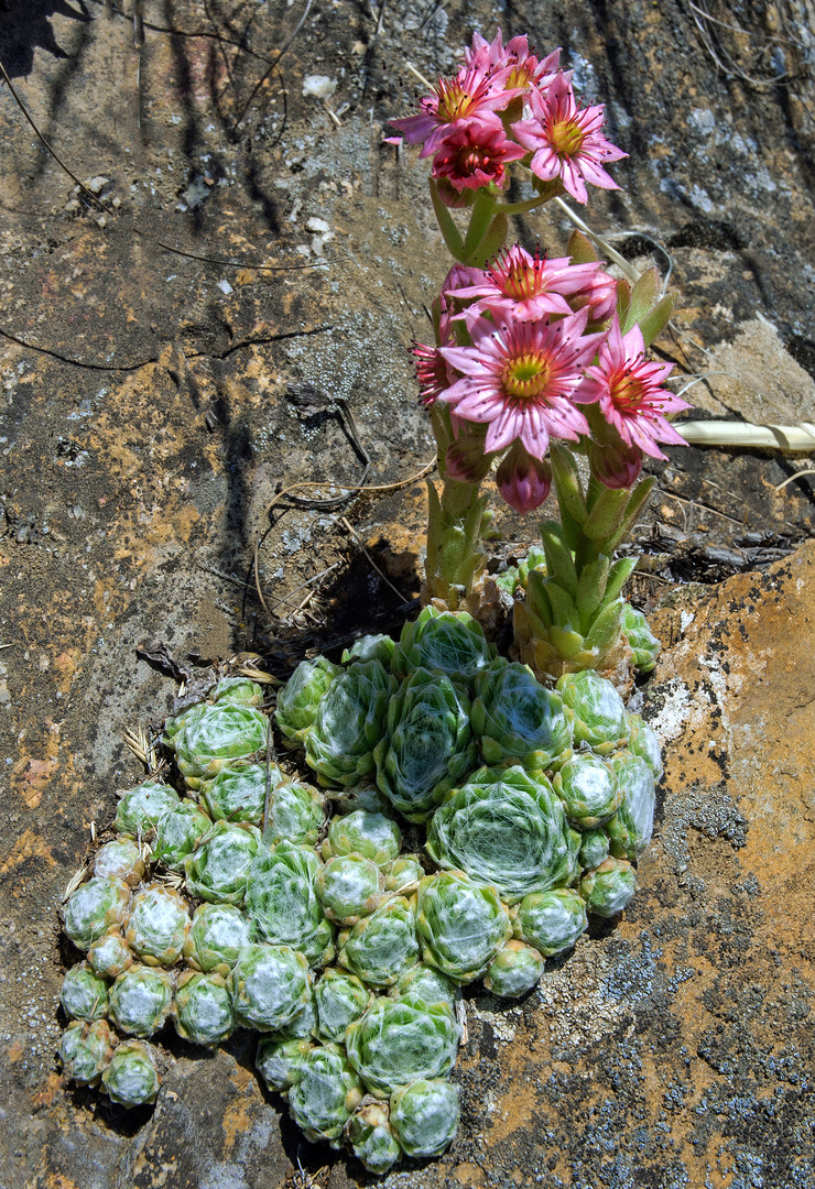 Hauswurz Sempervivum