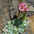 Hauswurz Sempervivum