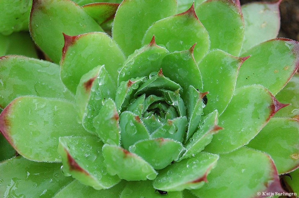 Hauswurz (Sempervivum tectorum)