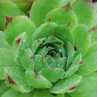 Hauswurz (Sempervivum tectorum)