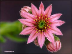 hauswurz (sempervivum tectorum).....