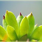 hauswurz (sempervivum tectorum)