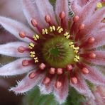 Hauswurz ( Sempervivum tectorum) in voller Blüte