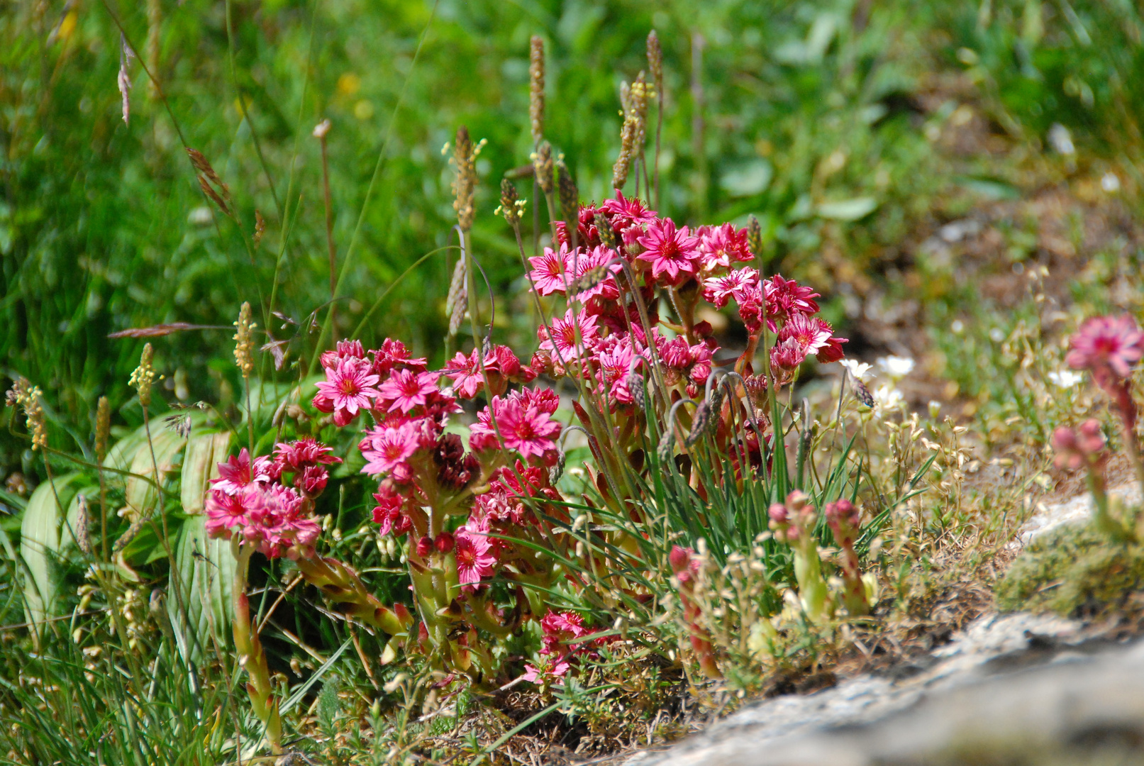 Hauswurzblüte