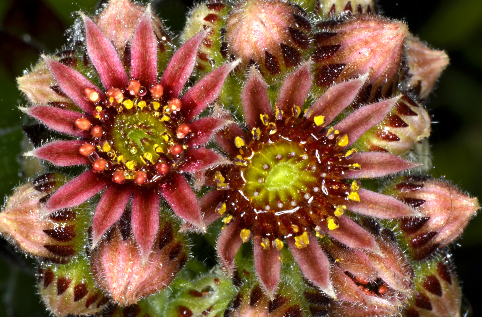 Hauswurzblüten (Sempervivum) nach Regenguß