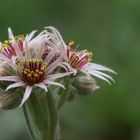 Hauswurze (lat. Sempervivum)