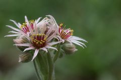 Hauswurze (lat. Sempervivum)