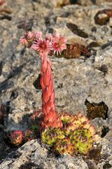 Hauswurzen (Sempervivum tectorum)