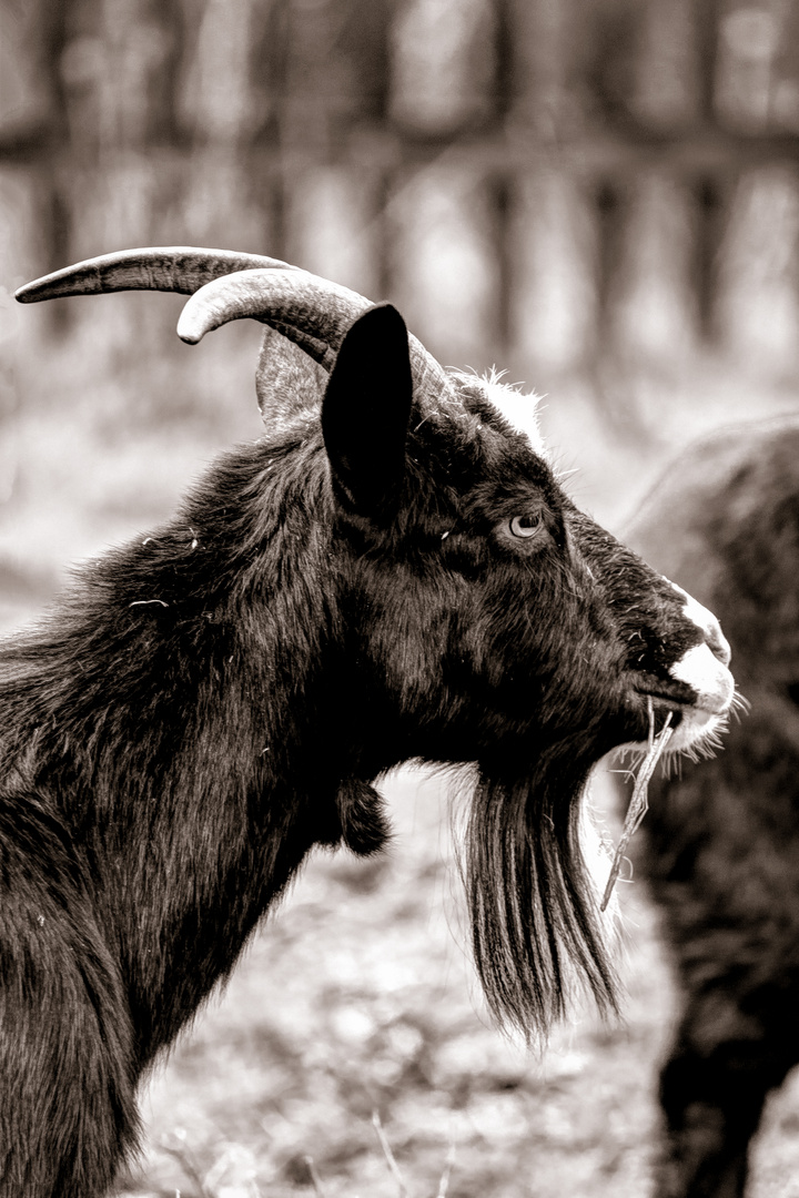 Hausziege (Capra aegagrus hircus), goat