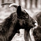 Hausziege (Capra aegagrus hircus), goat