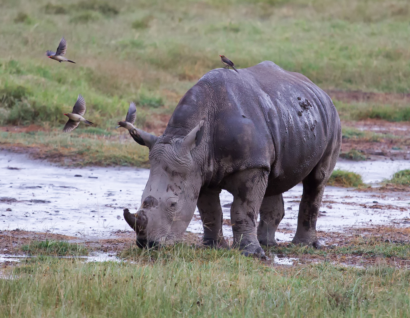 Haut ab, das ist mein Nashorn!