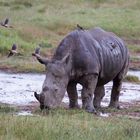 Haut ab, das ist mein Nashorn!