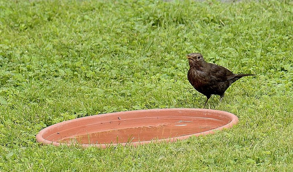 " Haut ab, ich will jetzt baden ! "