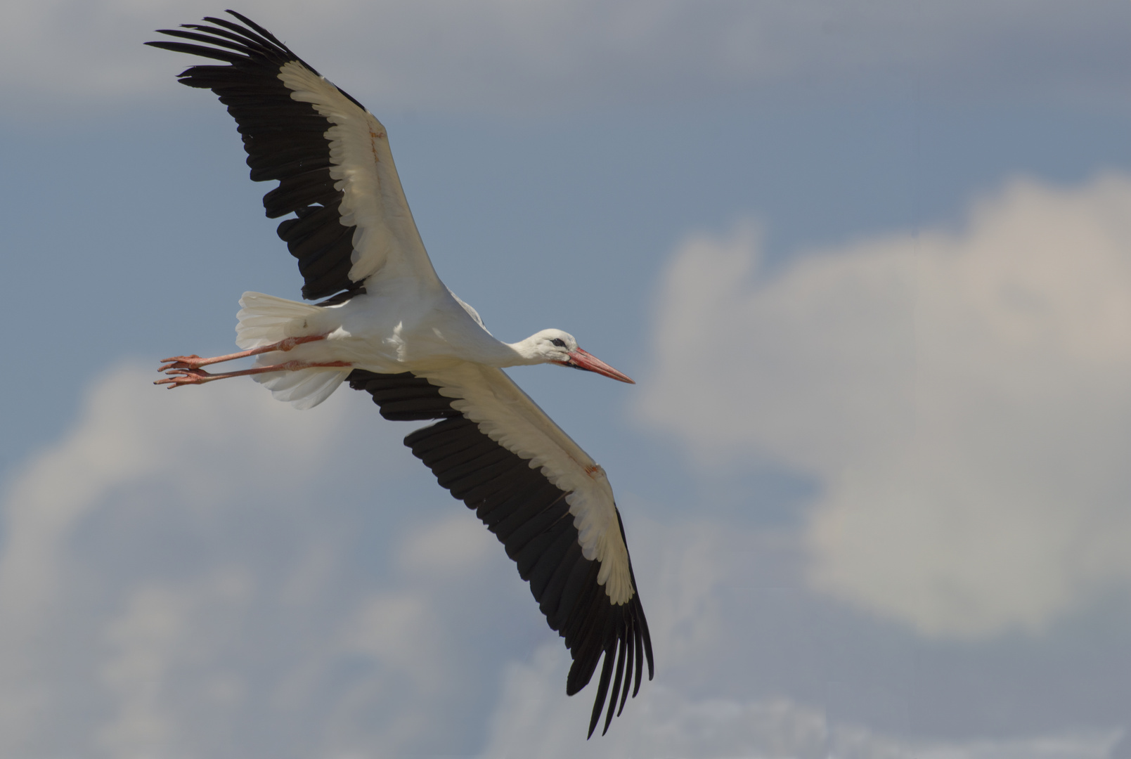 Haut dans le ciel ( Ciconia ciconia, cigogne blanche)