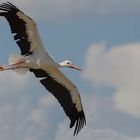 Haut dans le ciel ( Ciconia ciconia, cigogne blanche)