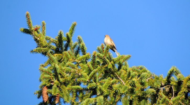 Haut dans le ciel, un oiseau chantait