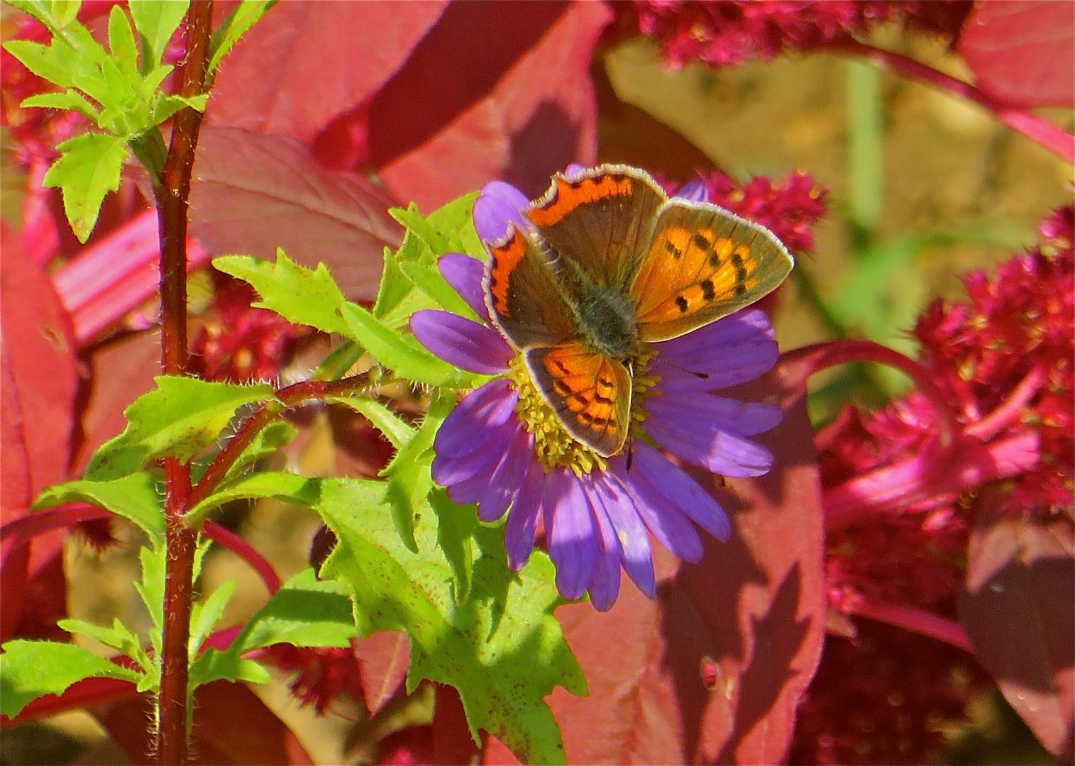 ...haut en couleur !!!...