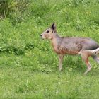 ..Haut sur pattes, ce lièvre..