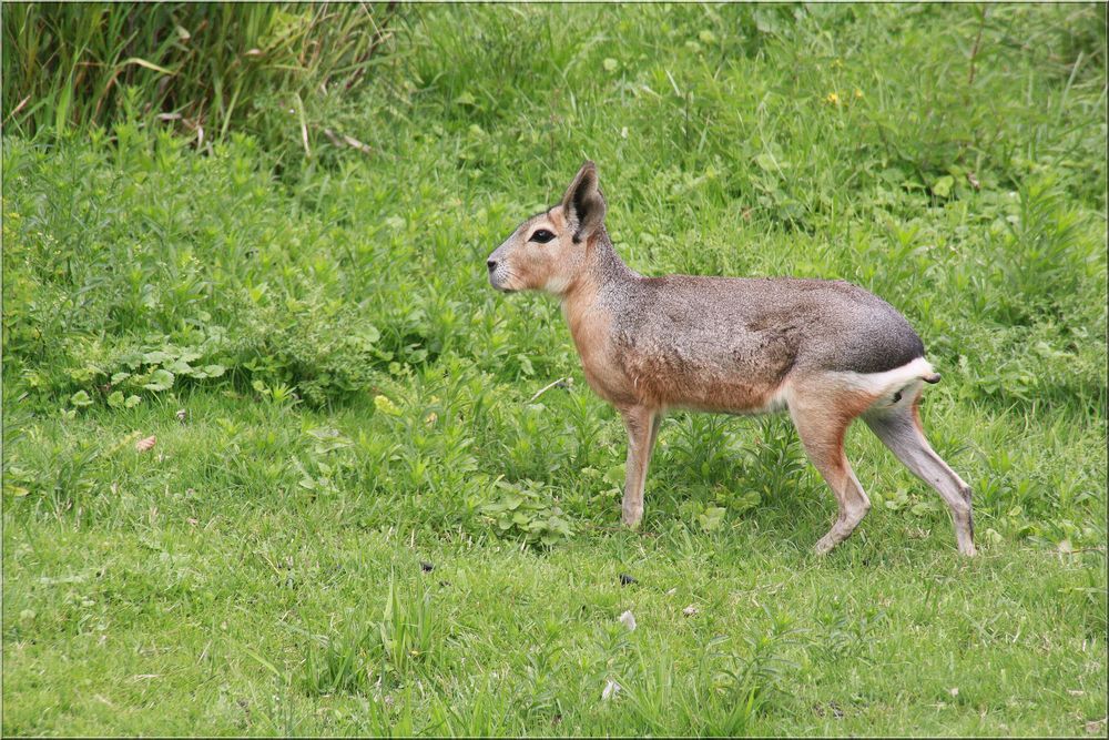 ..Haut sur pattes, ce lièvre..