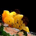 Pilze