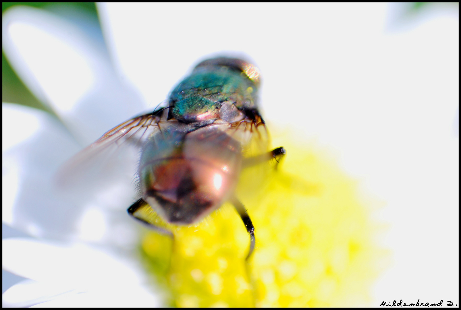 Haute en Couleur la Demoiselle...