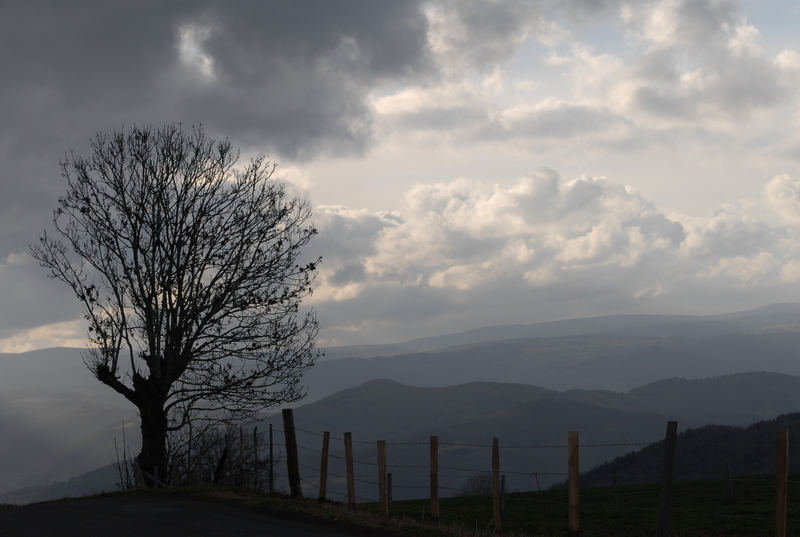 haute loire arbre dans la brume