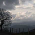 haute loire arbre dans la brume