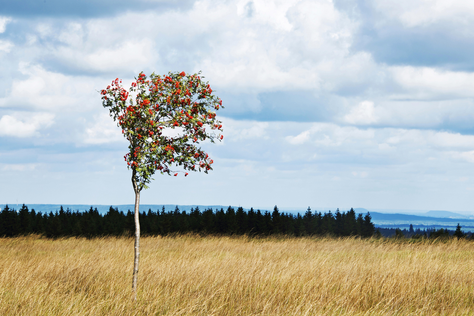 Hautes Fagnes