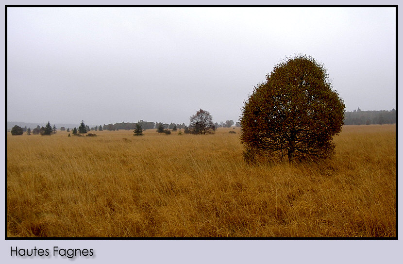 Hautes Fagnes