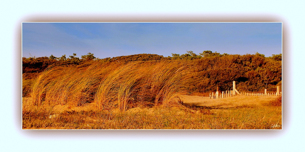 Hautes herbes