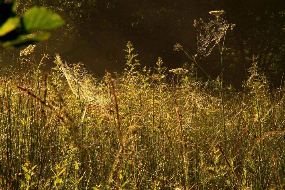 Hautes herbes