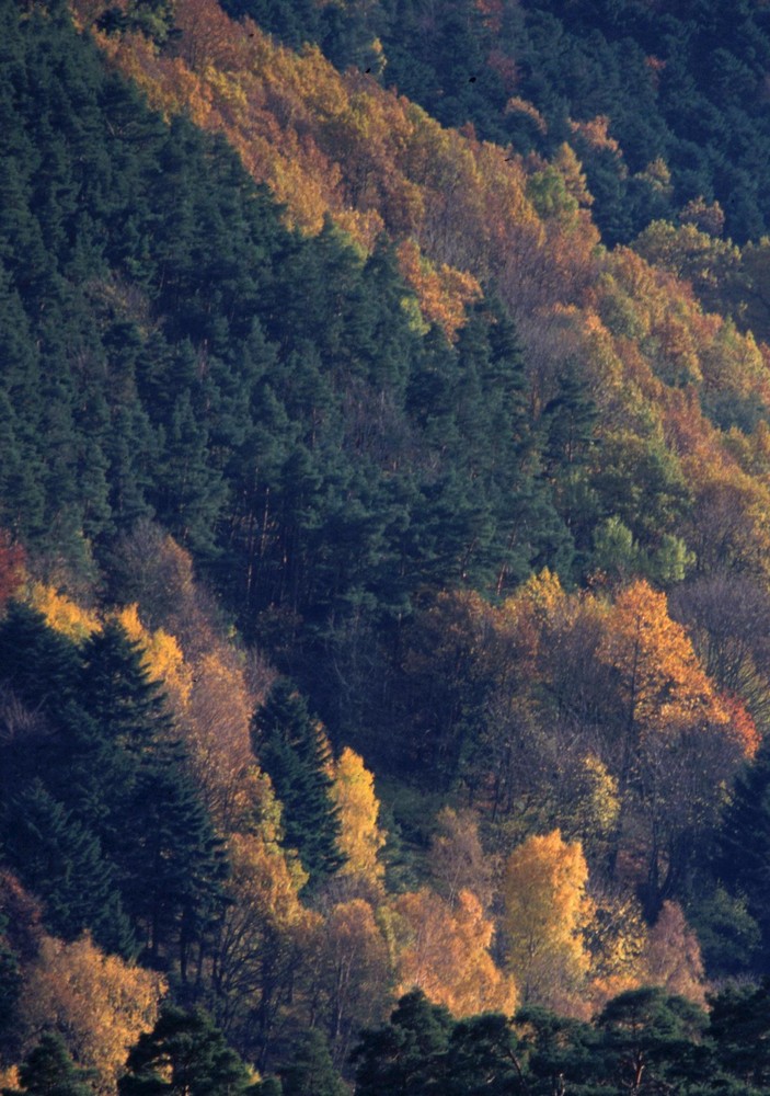 Hauteur des forêts vosgiennes