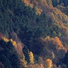 Hauteur des forêts vosgiennes