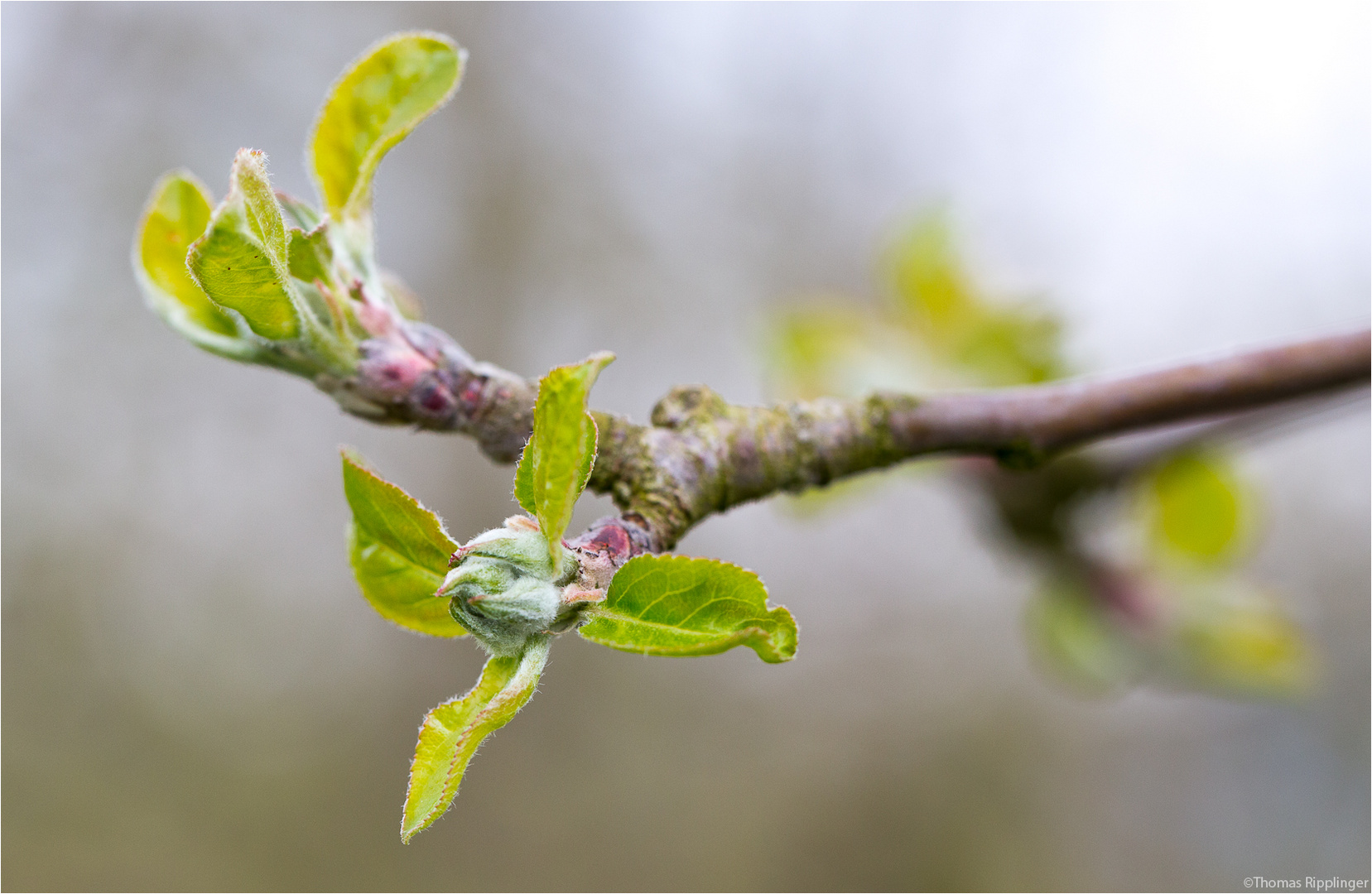 Hauxapfel am 20.04.2013