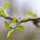 Hauxapfel am 20.04.2013