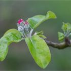 Hauxapfel am 27.04.2013