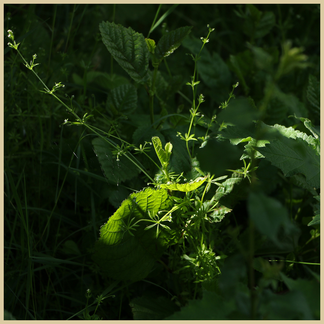 hauxley nature reserve 13