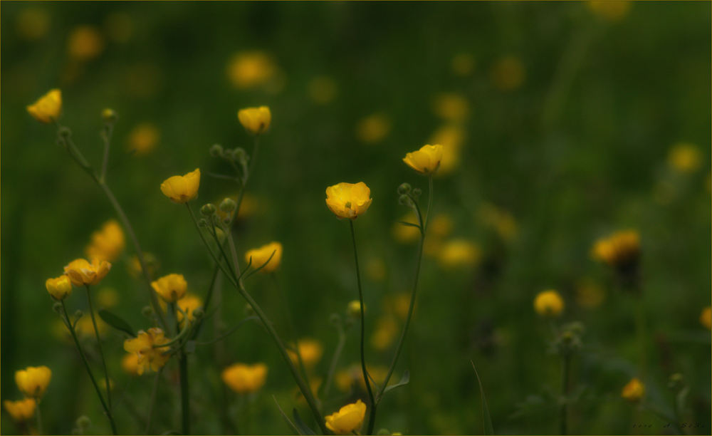 hav av blomster