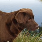 Havane, la chienne Labrador de mon frère