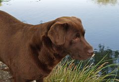 Havane, la chienne Labrador de mon frère