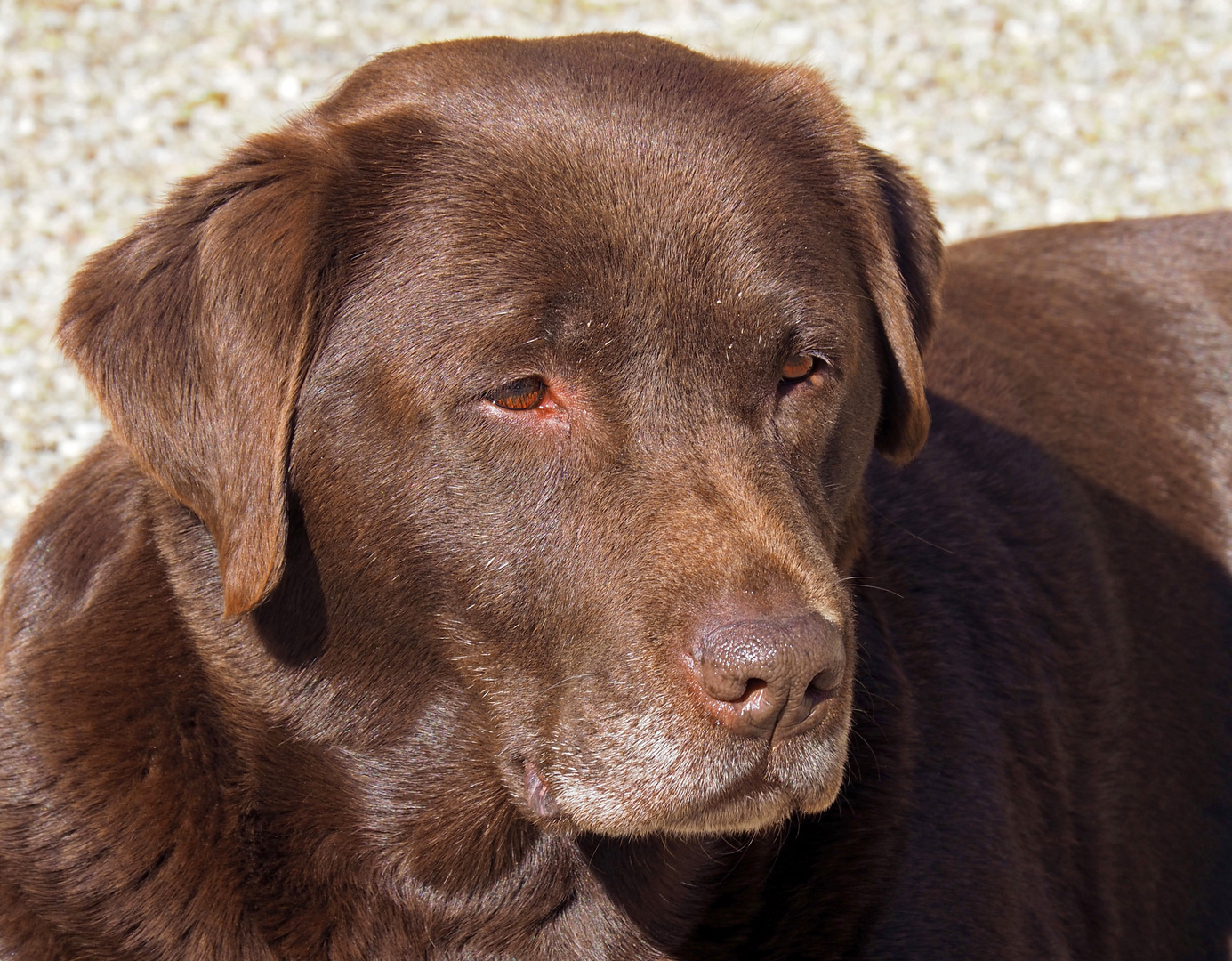 Havane - Labrador chocolat