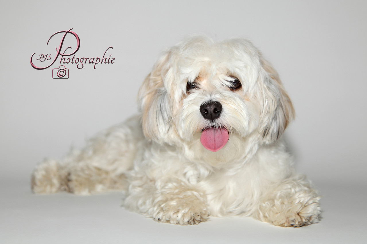 Havanese Amy